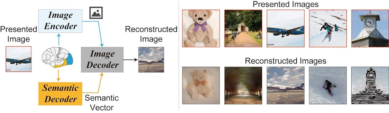 Figure 1 from “High-Resolution Image Reconstruction with Latent Diffusion Models from Human Brain Activity”